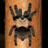 TARANTULA